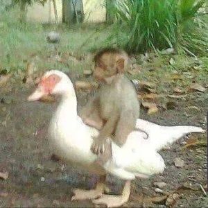 Meet your Posher, Francisco